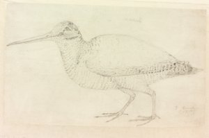 The Woodcock